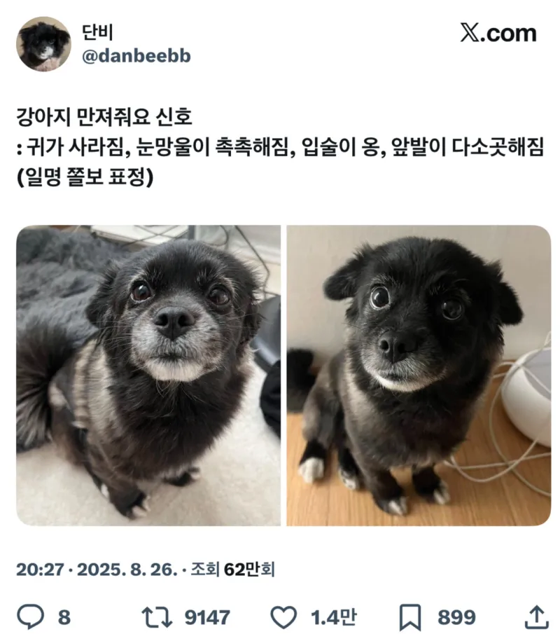 강아지 만져줘요 신호..._1.webp
