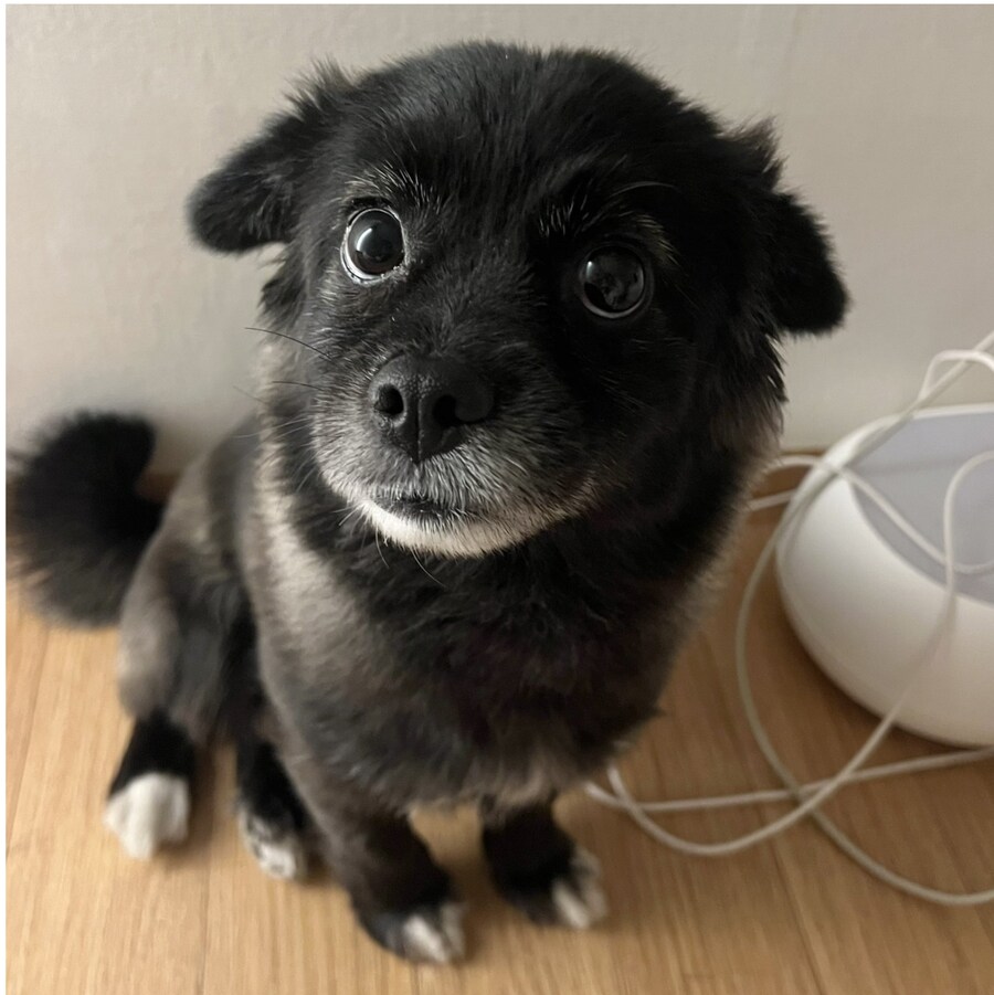 강아지 만져줘요 신호...jpg_3.png