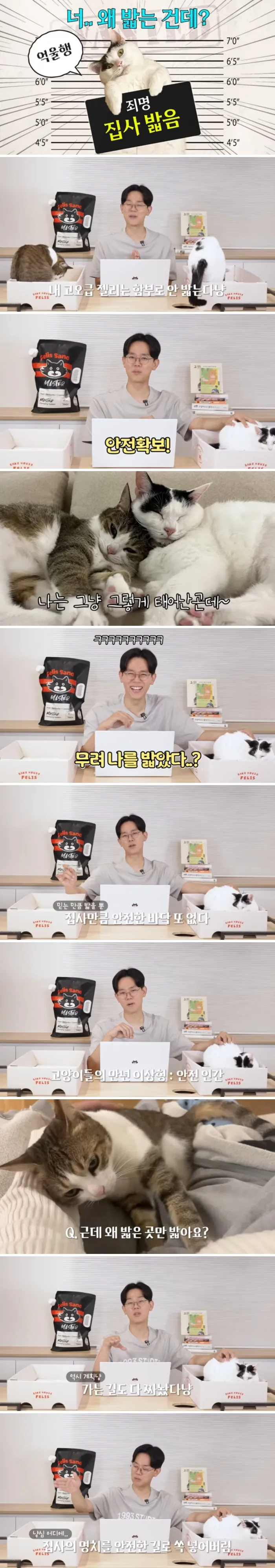 고양이한테 한번이라도 밟혀본 사람이 대단한 이유._1.webp