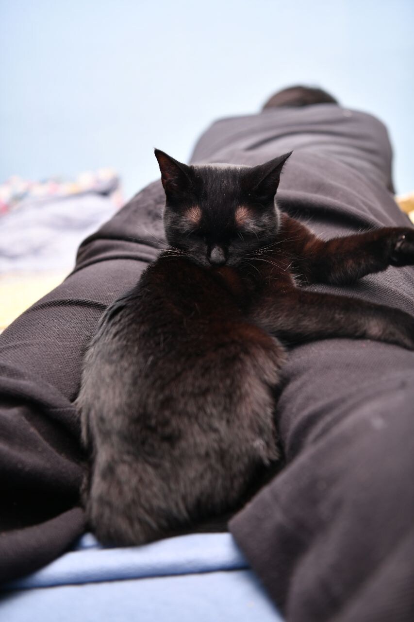 고양이 키우는것의 장,단점_4.jpg