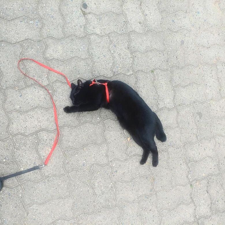 고양이 키우는것의 장,단점_11.jpg