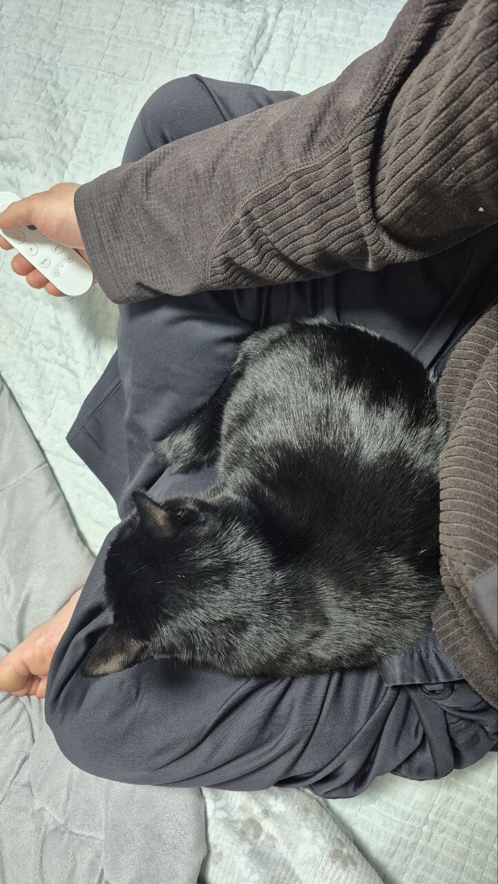 고양이 키우는것의 장,단점_20.jpg