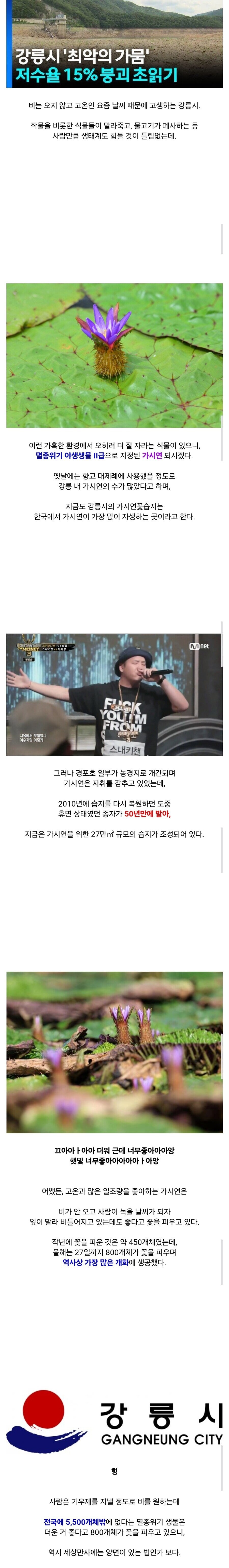 강릉 가뭄에 싱글벙글 하고 있는 가시연_1.jpg