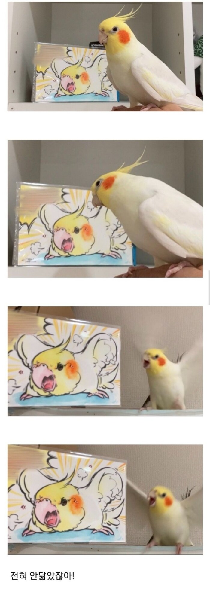 이게 나랑 닮았다고?_1.jpg