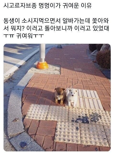 길에서 개두마리에게 습격당할뻔 함.jpg_1.jpg