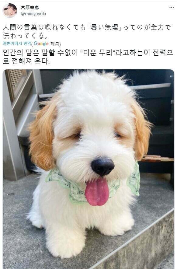 더운날 산책한 멍멍이.jpg_1.jpg