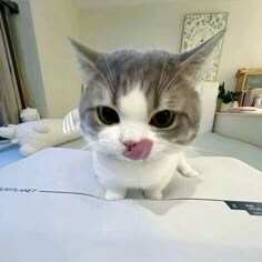 고양이 NTR 당한_1.jpg