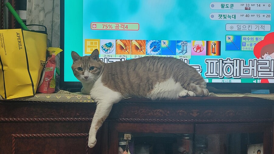 우리집 고냥이는 왜이럴까.._1.png