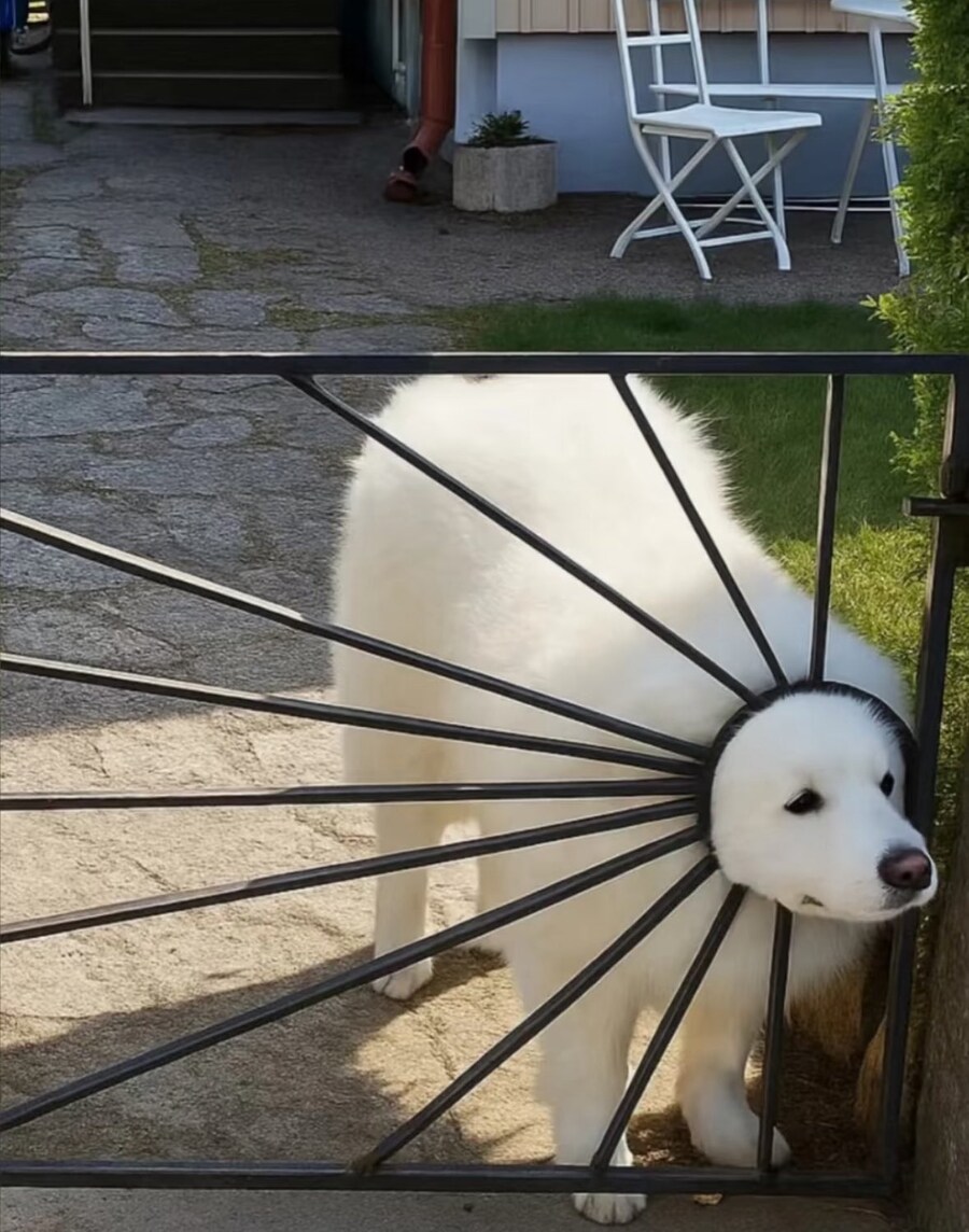 실패한 디자인의 댕댕이_1.jpg