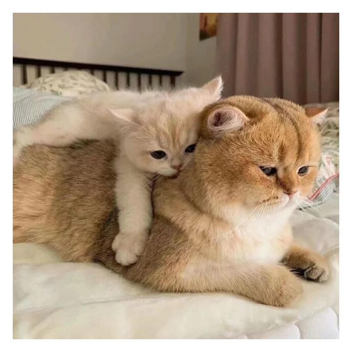 다른 고양이한테 업힌 고양이_2.png
