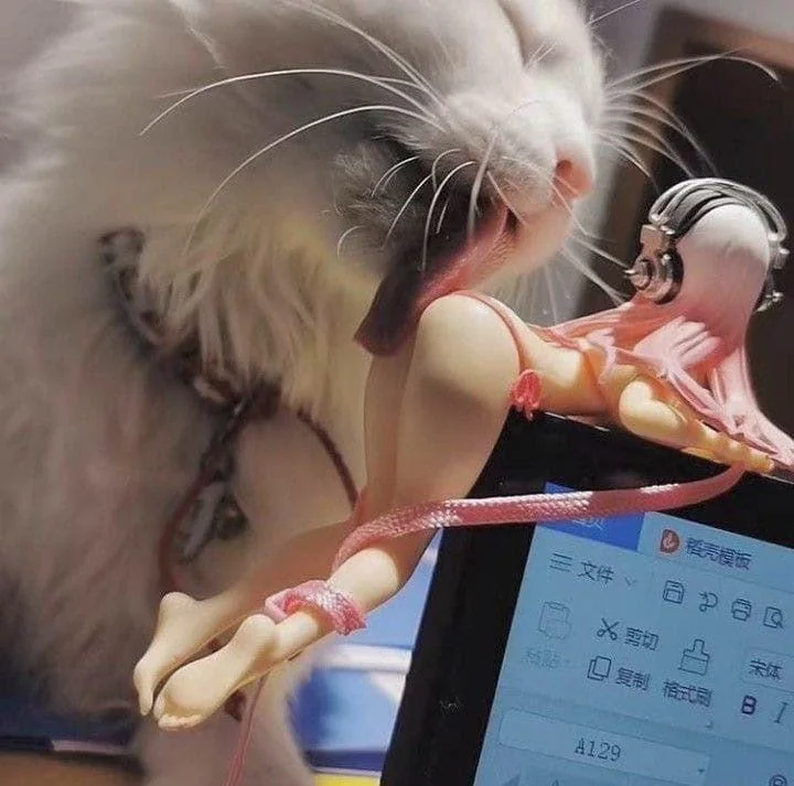 엉덩이를 맛보는 고양이_1.webp