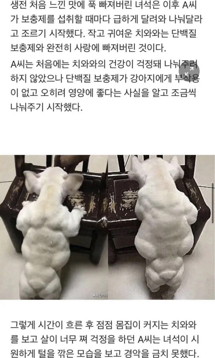 단백질 보충제에 맛 들려버린 치와와_1.jpg