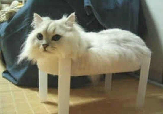 선천적으로 다리 없이 태어난 고양이_1.jpg