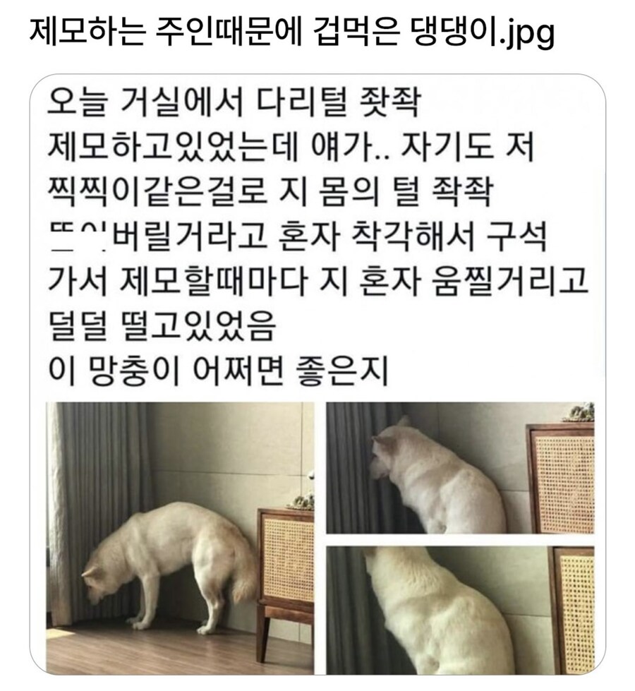 제모하는 주인 때문에 공포에 떠는 강아지_1.jpg