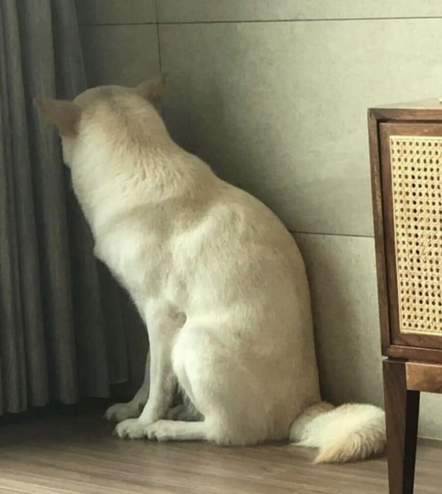 제모하는 주인 때문에 공포에 떠는 강아지_2.jpg