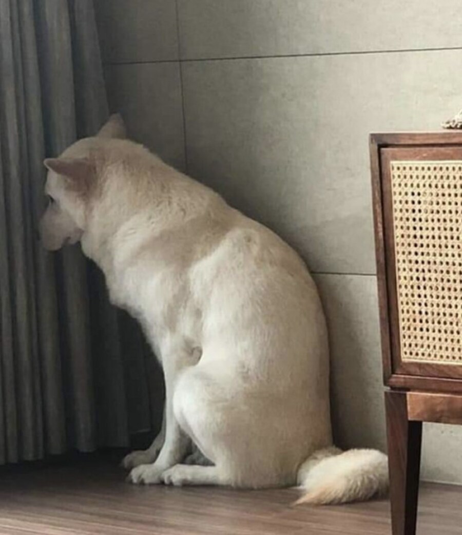 제모하는 주인 때문에 공포에 떠는 강아지_3.jpg
