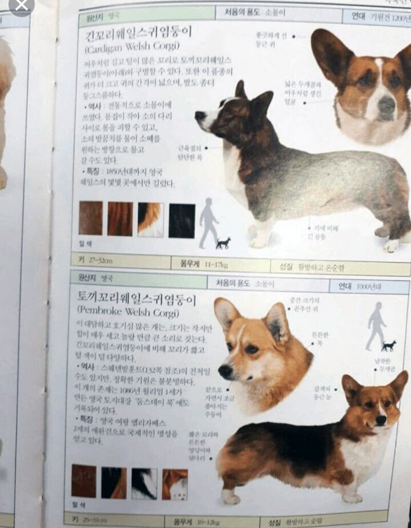 의외로 사람들이 모르는 웰시코기의 뜻_2.jpg