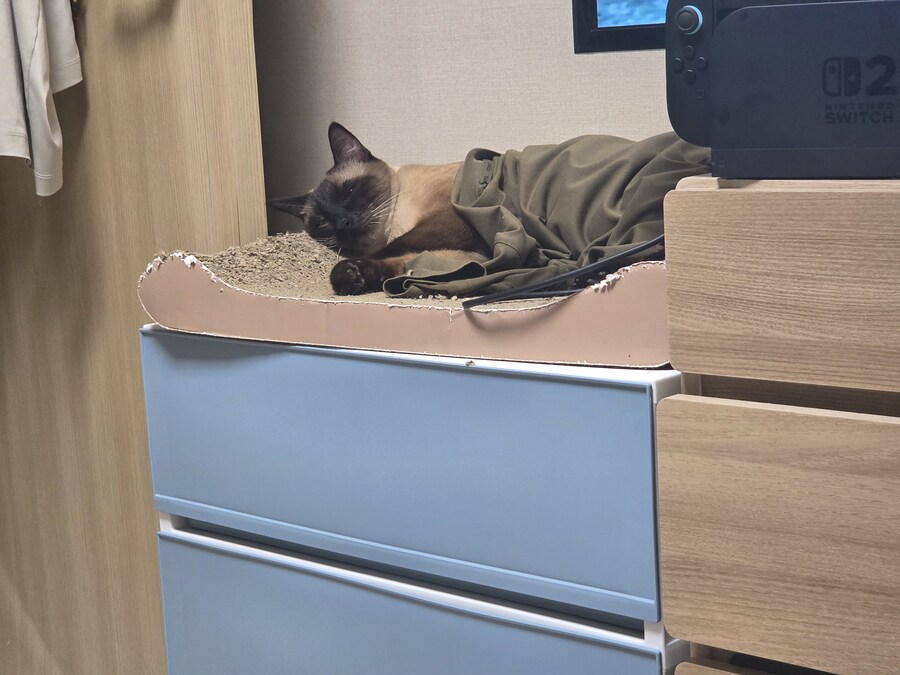 아기 샴고양이 납치 감금당한 이후 이야기..._9.jpg