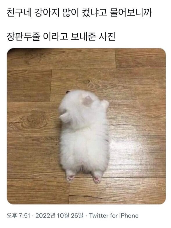 강아지 많이 컸냐고 물어보니까_1.jpg