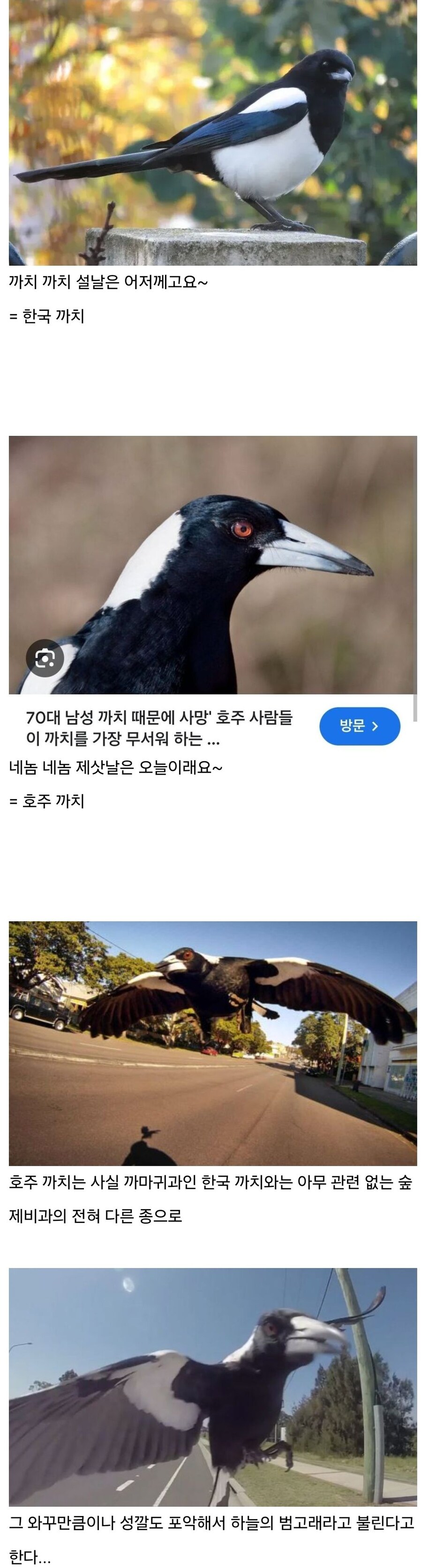 한국 까치 vs 호주 까치_1.jpg
