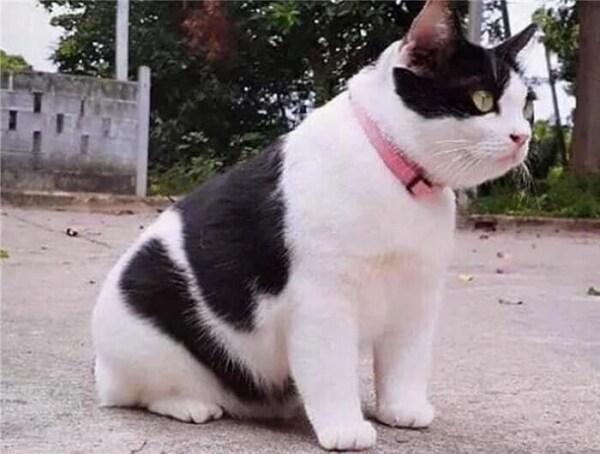 할머니집으로 유배 보내진 고양이 jpg._2.png