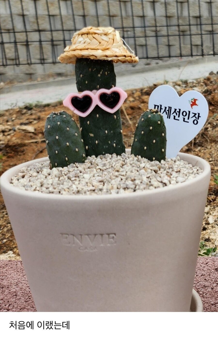 만세 선인장 샀는데 왜 이럼_1.jpg