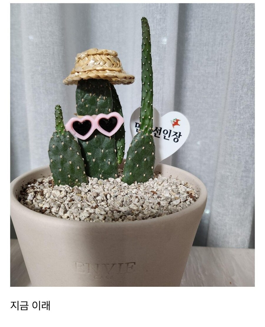 만세 선인장 샀는데 왜 이럼_2.jpg