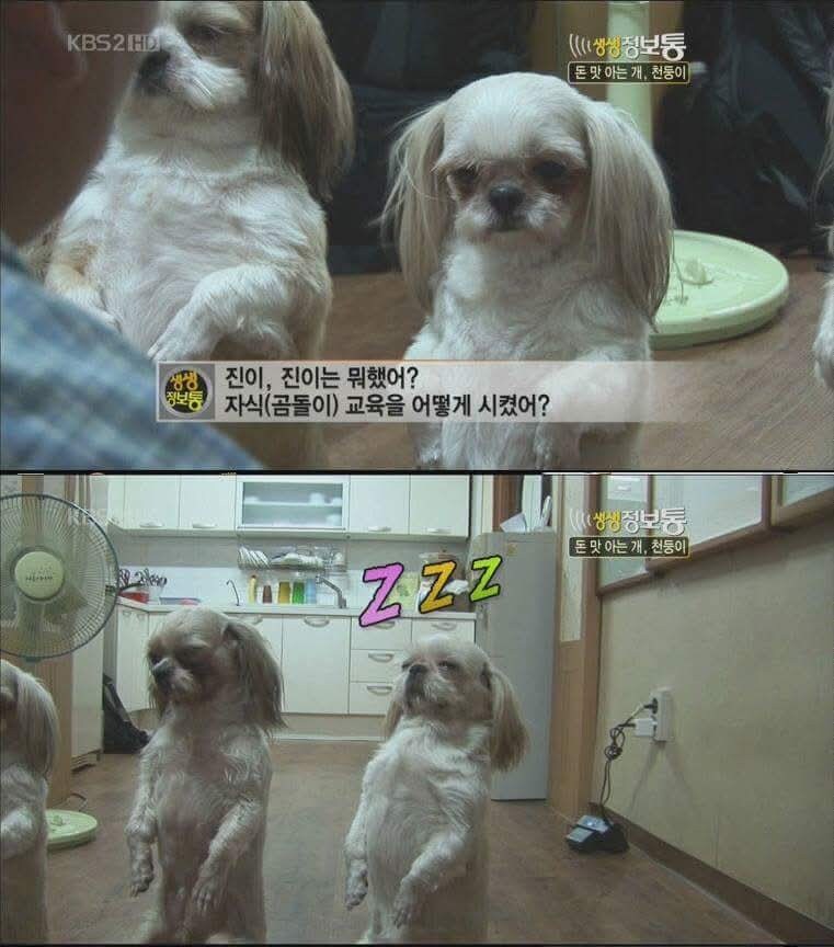 개귀에 경읽기_4.jpg