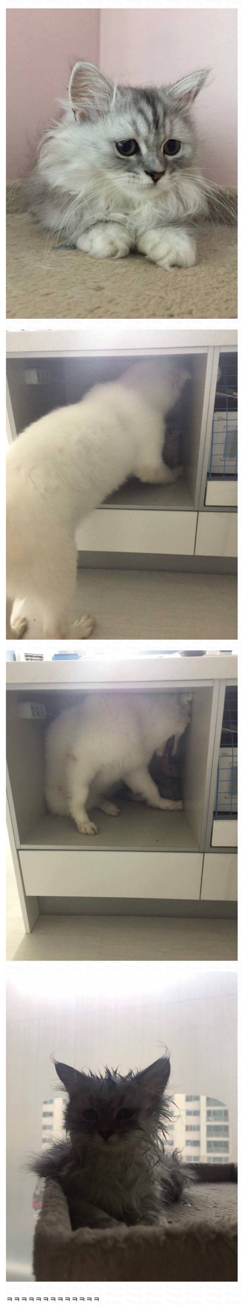 d9f3d46a4e31586cfdabc3b44037499d.jpg 강아지가 고양이를 너무 핥아요 ㅠㅠ..jpg
