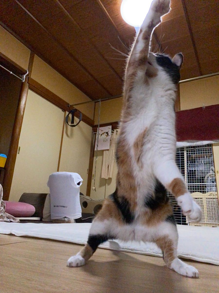 삼색 고양이 쭉쭉 늘리기_3.jpg