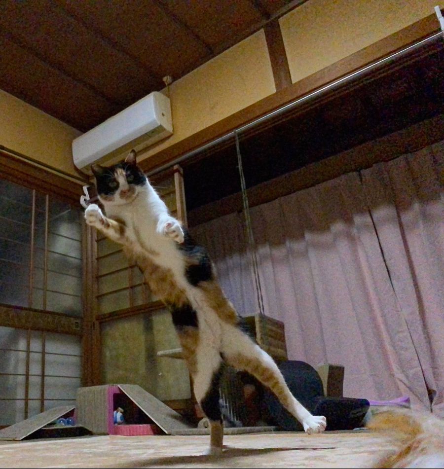 삼색 고양이 쭉쭉 늘리기_4.jpg