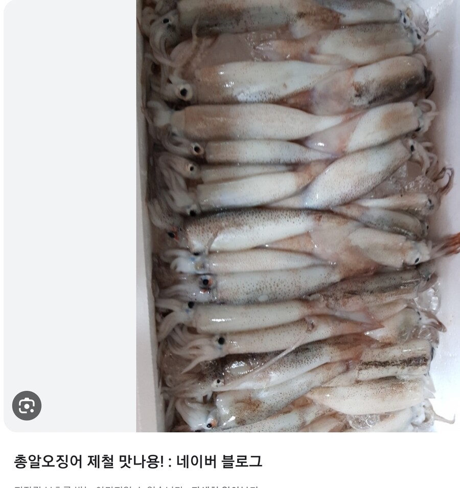 오징어 씨가 말라가는 이유는 간단하지_2.jpg