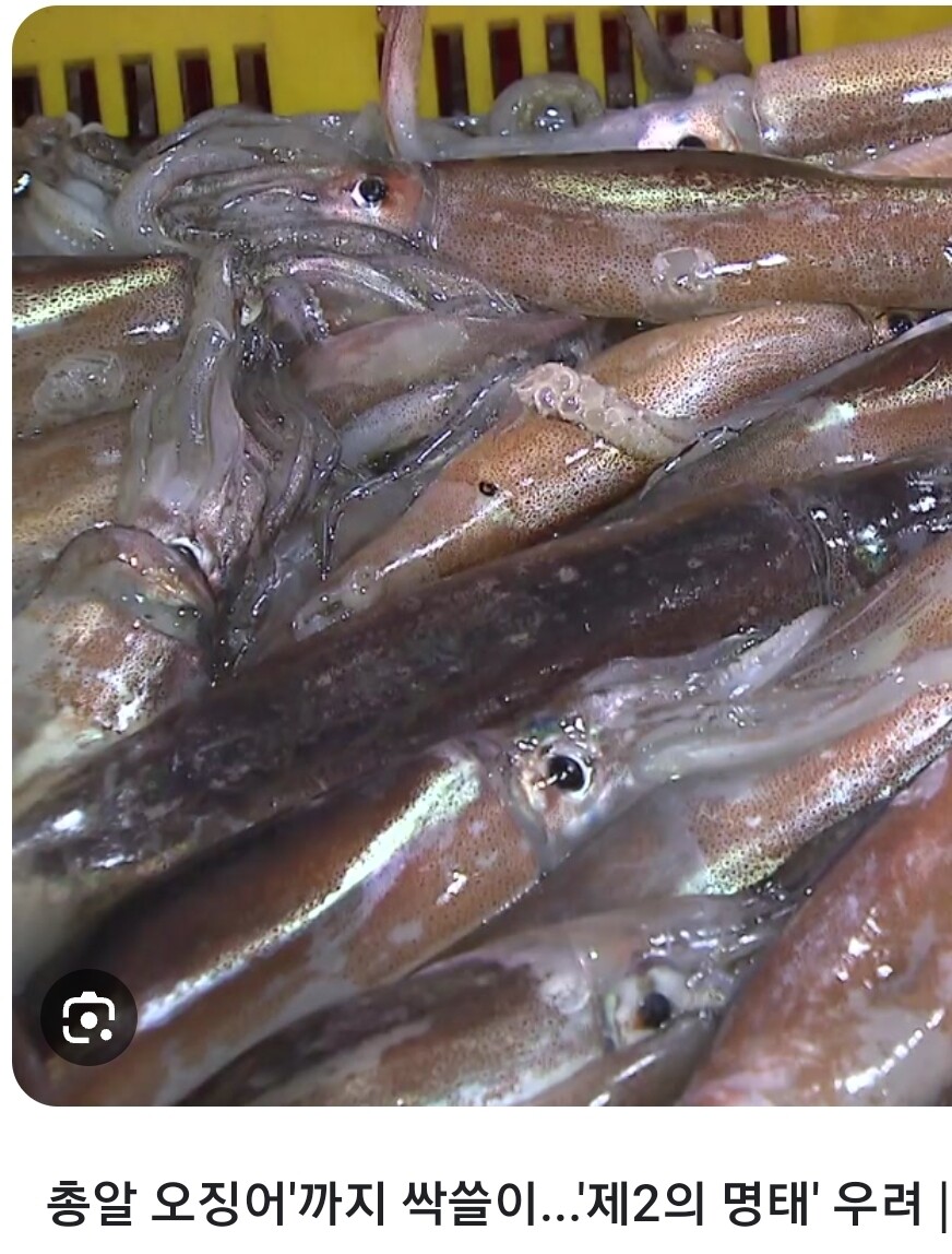 오징어 씨가 말라가는 이유는 간단하지_3.jpg