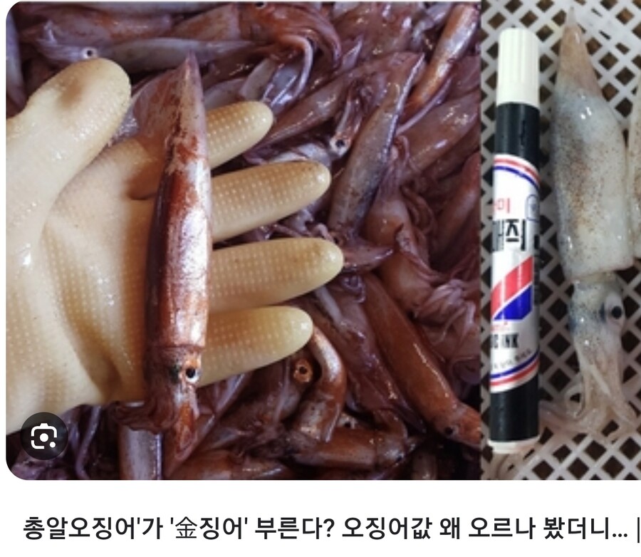 오징어 씨가 말라가는 이유는 간단하지_4.jpg
