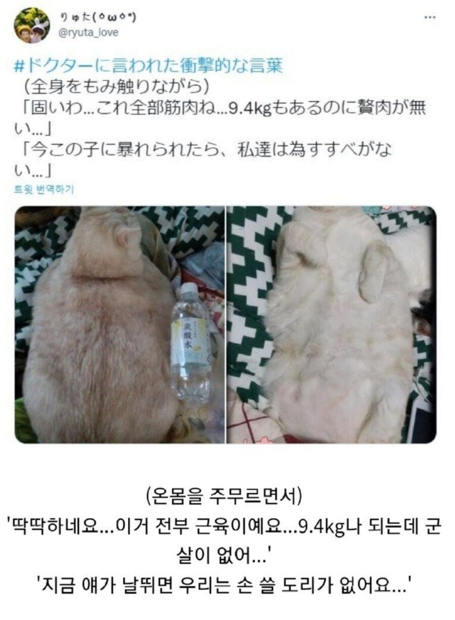 결국 수의사도 포기한 고양이.img_1.jpg