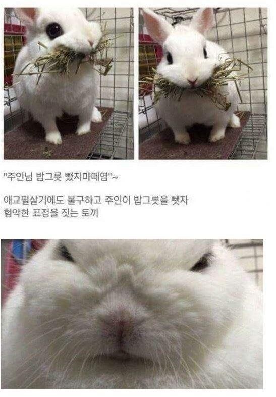 밥그릇을 빼앗기자 험상궂은 표정을 짓는 토끼_1.png
