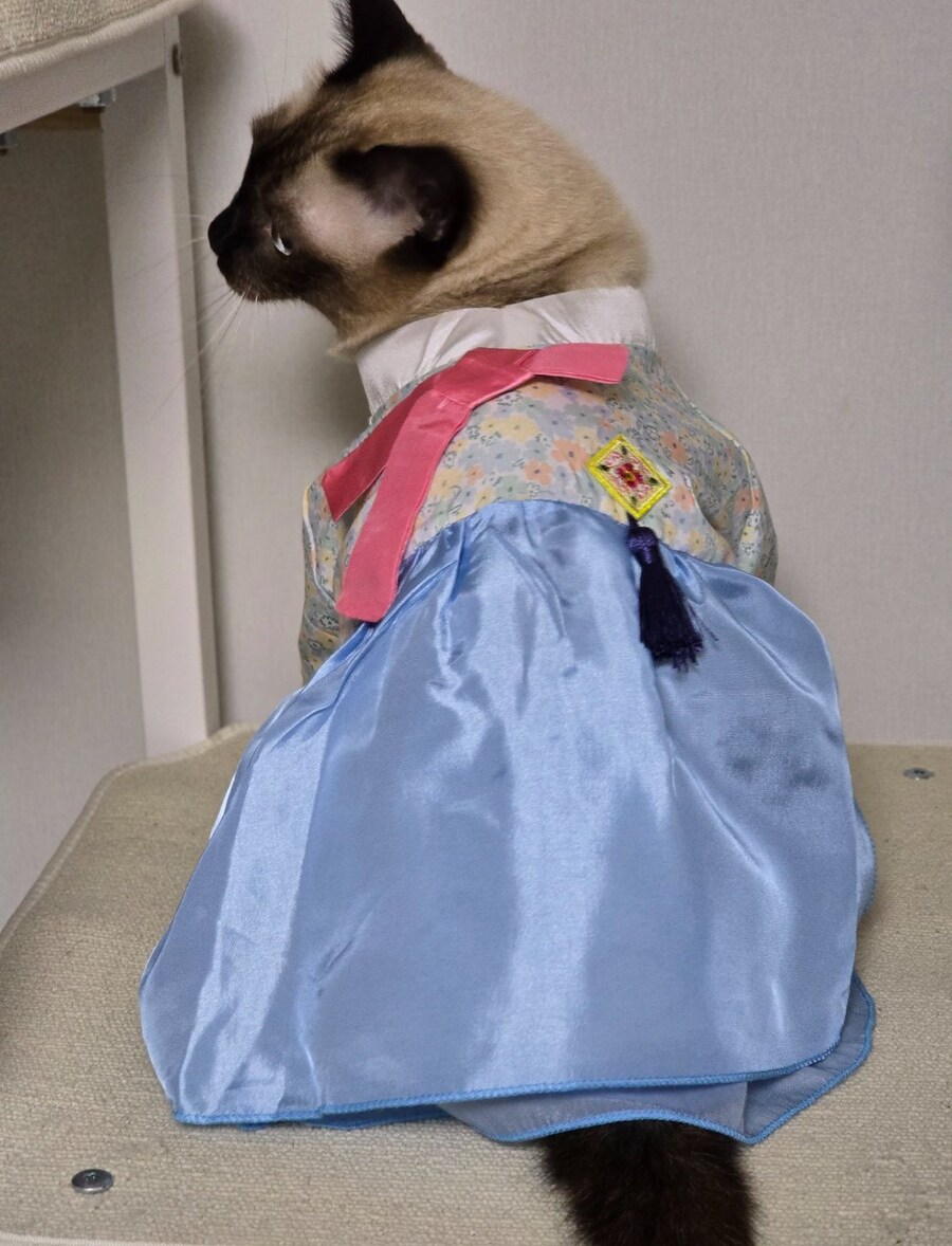 다이소 신상 반려동물 한복입은 고양이_6.jpg