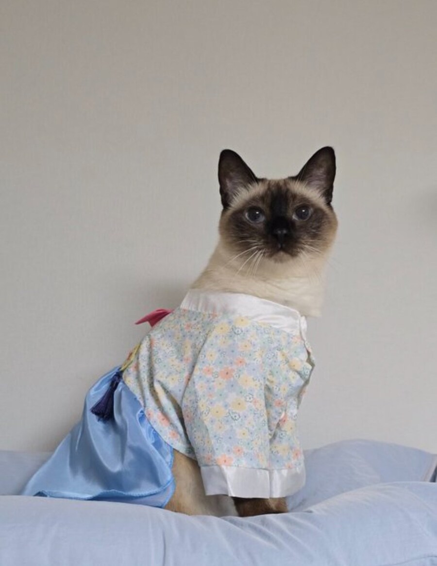 다이소 신상 반려동물 한복입은 고양이_3.jpg