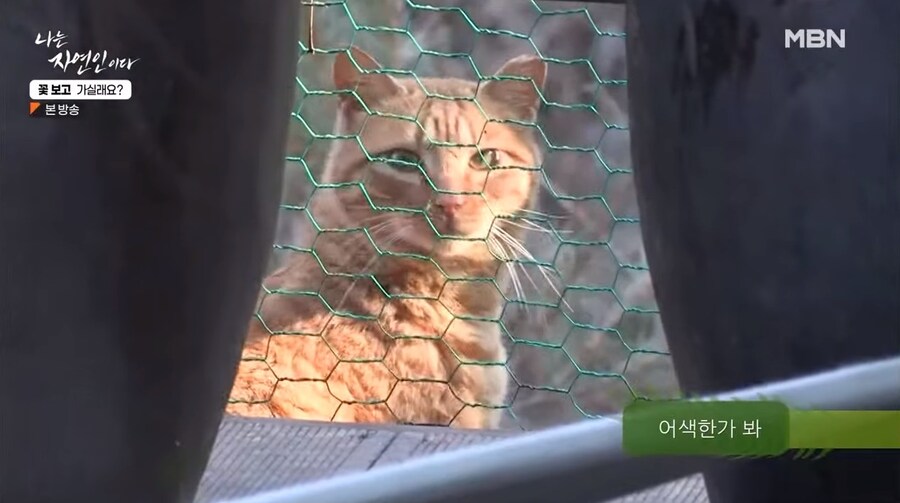 나는 자연인이다 출연자중 요리 잘했었던 여자 자연인_8.jpg