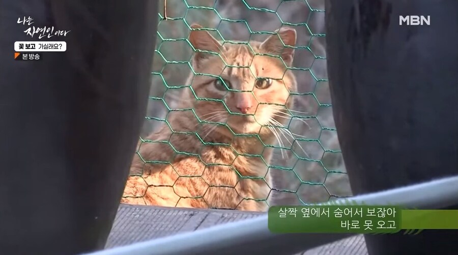 나는 자연인이다 출연자중 요리 잘했었던 여자 자연인_9.jpg
