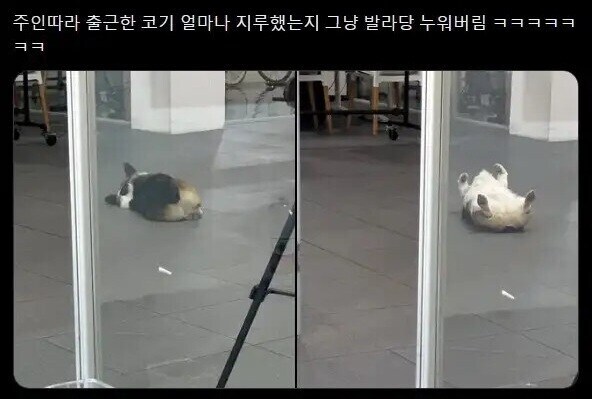 주인따라 출근한 웰시코기_1.jpg