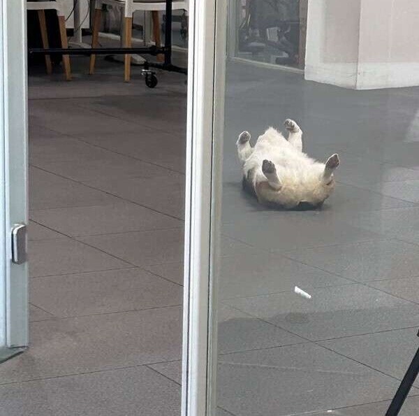 주인따라 출근한 웰시코기_3.jpg