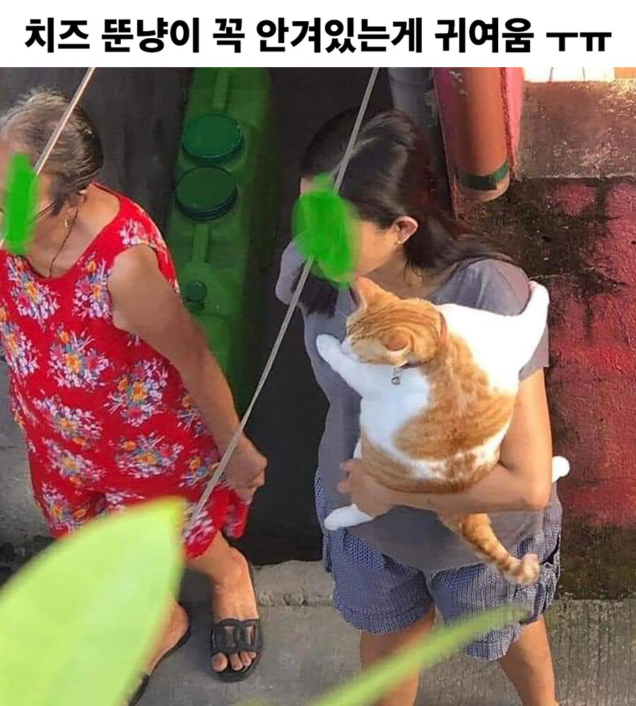 치즈 뚠냥이 꼭 안겨있는 게 귀여움_1.jpg