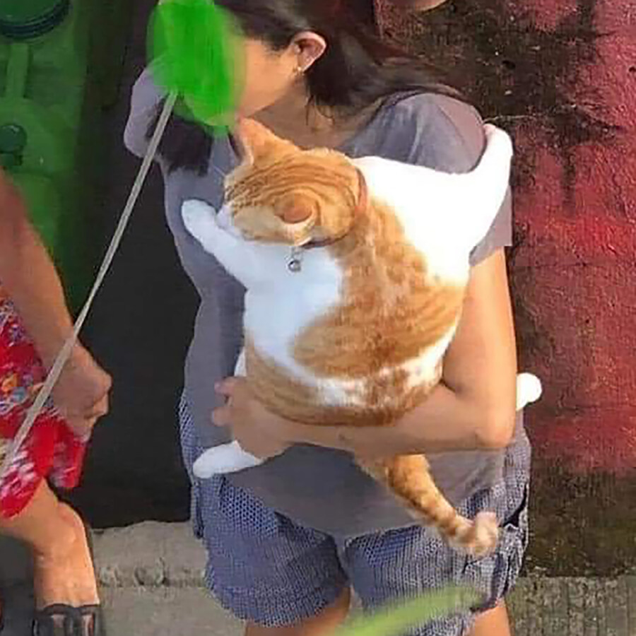 치즈 뚠냥이 꼭 안겨있는 게 귀여움_2.jpg