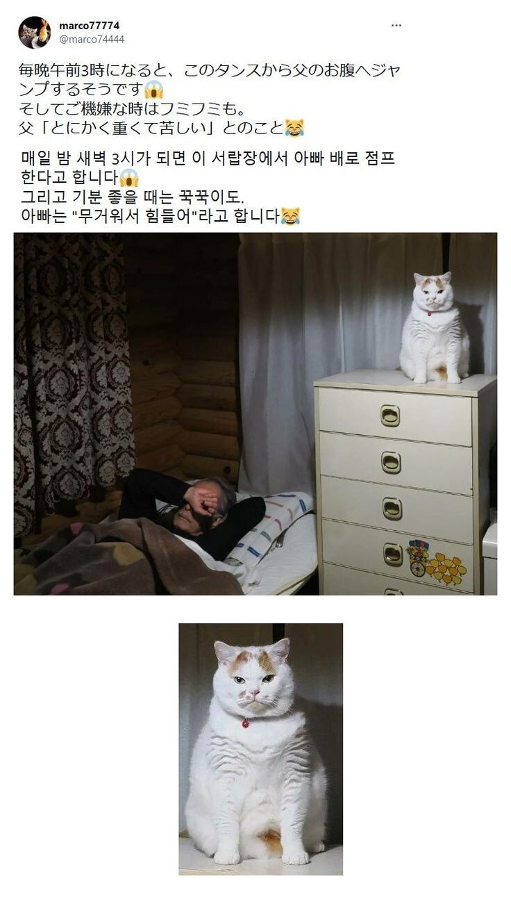 뚱냥이 무서운 습관.jpg_1.jpg