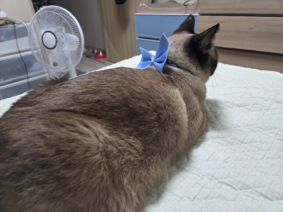 솔직히 고양이 때문에 침대에서 못 잔다는 말은 핑계에요!!_3.jpg