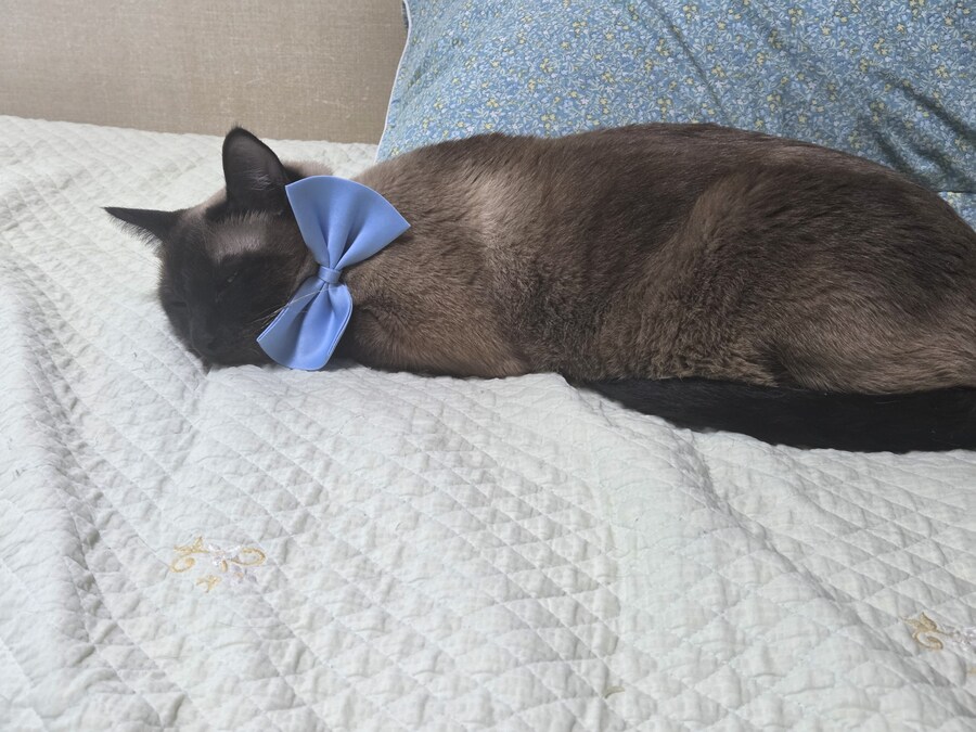 솔직히 고양이 때문에 침대에서 못 잔다는 말은 핑계에요!!_4.jpg