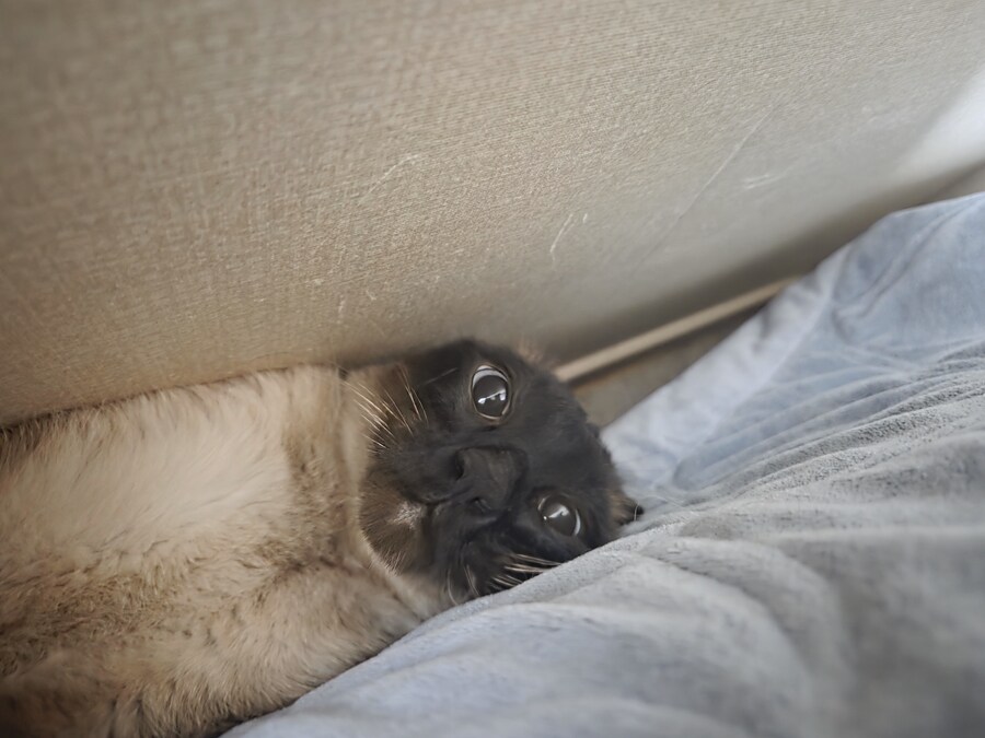 솔직히 고양이 때문에 침대에서 못 잔다는 말은 핑계에요!!_8.jpg
