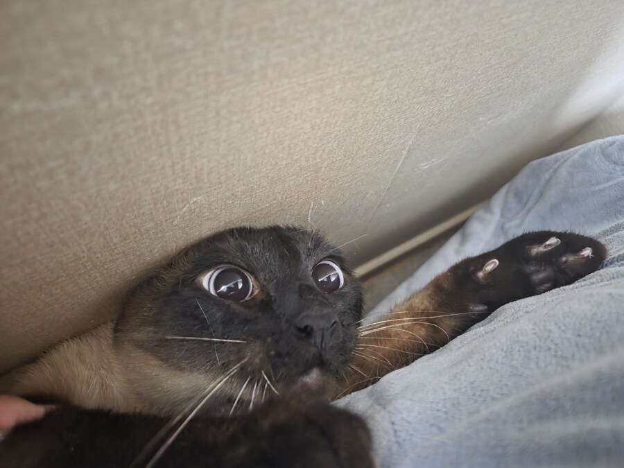 솔직히 고양이 때문에 침대에서 못 잔다는 말은 핑계에요!!_10.jpg