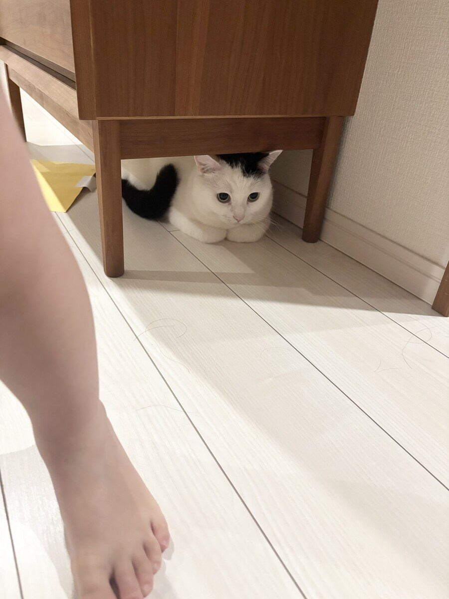 재난 대피훈련하는 고양이.jpg_1.jpg